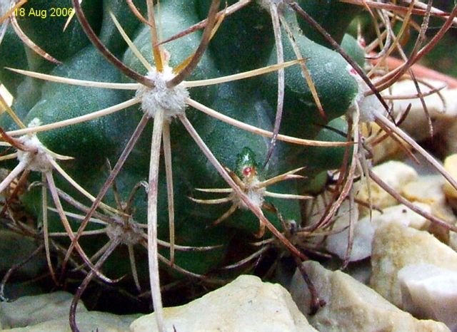 Sclerocactus _parviflorus s_sp.terrae-canyonae  _Lz 233 _09